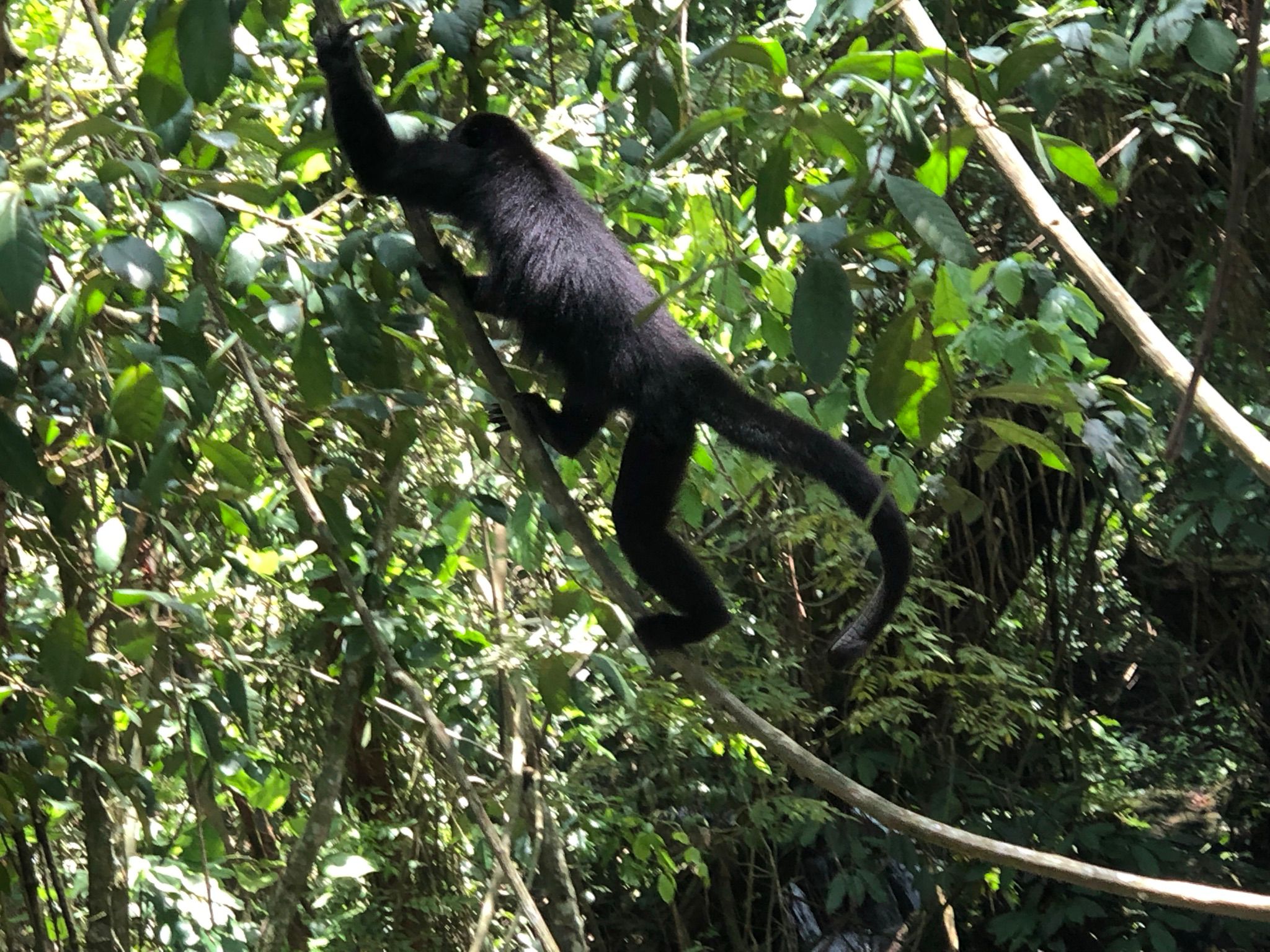 Mono saraguato en la Selva Maya — flora y fauna de La Ventana Palenque