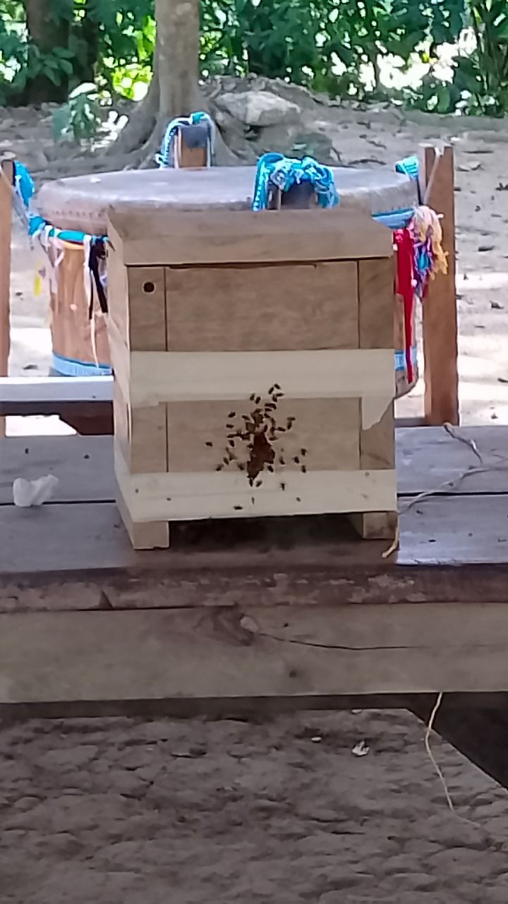 Cajas de abejas meliponas en La Ventana Palenque, Chiapas